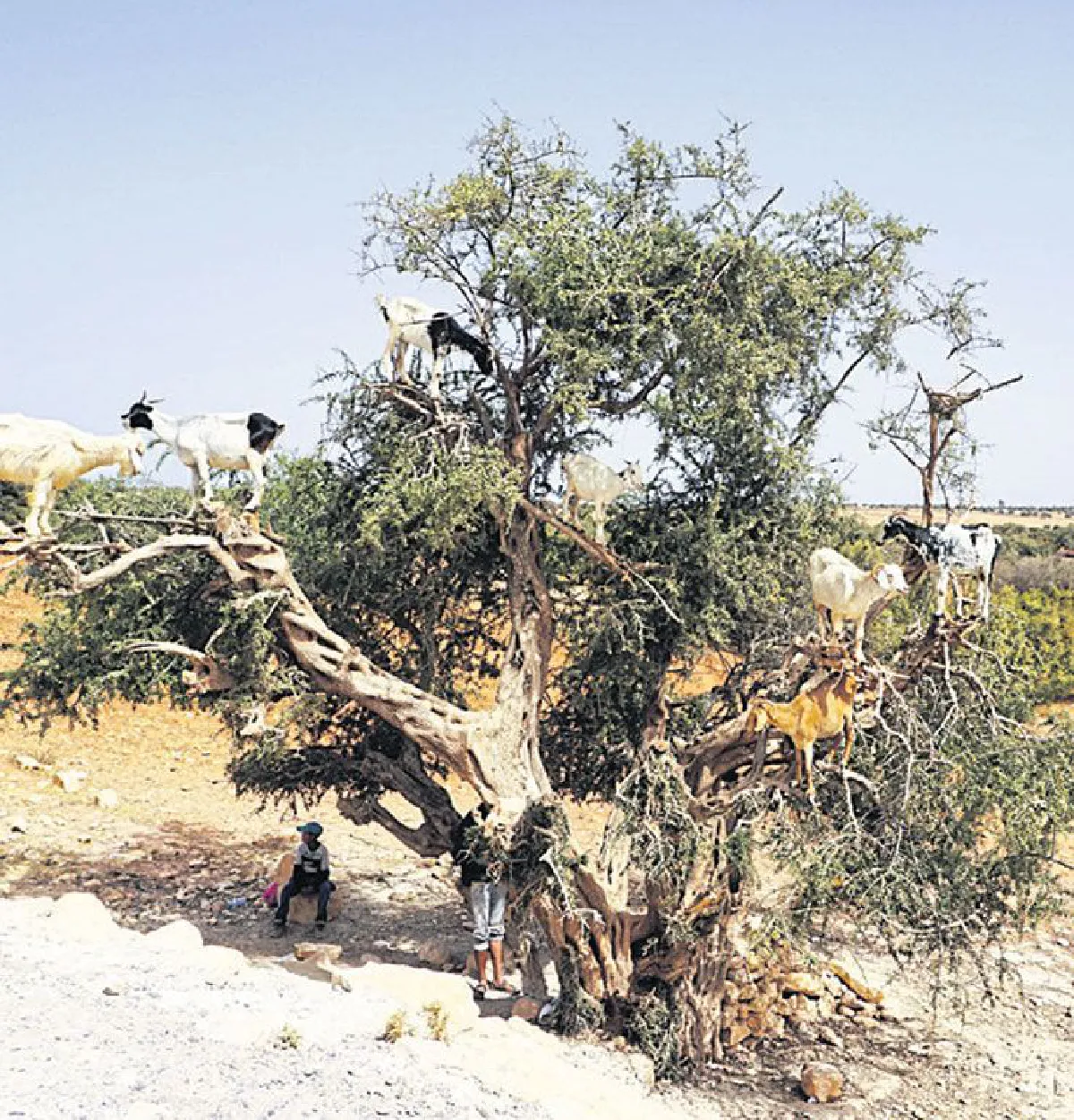 ฟ้าจรดทรายบนดินแดนในฝัน