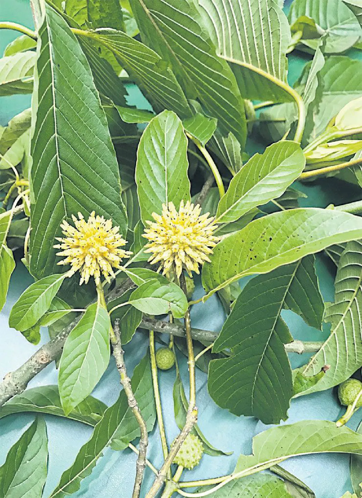 ปลดล็อกใบกระท่อม เพื่อประโยชน์ทางการแพทย์