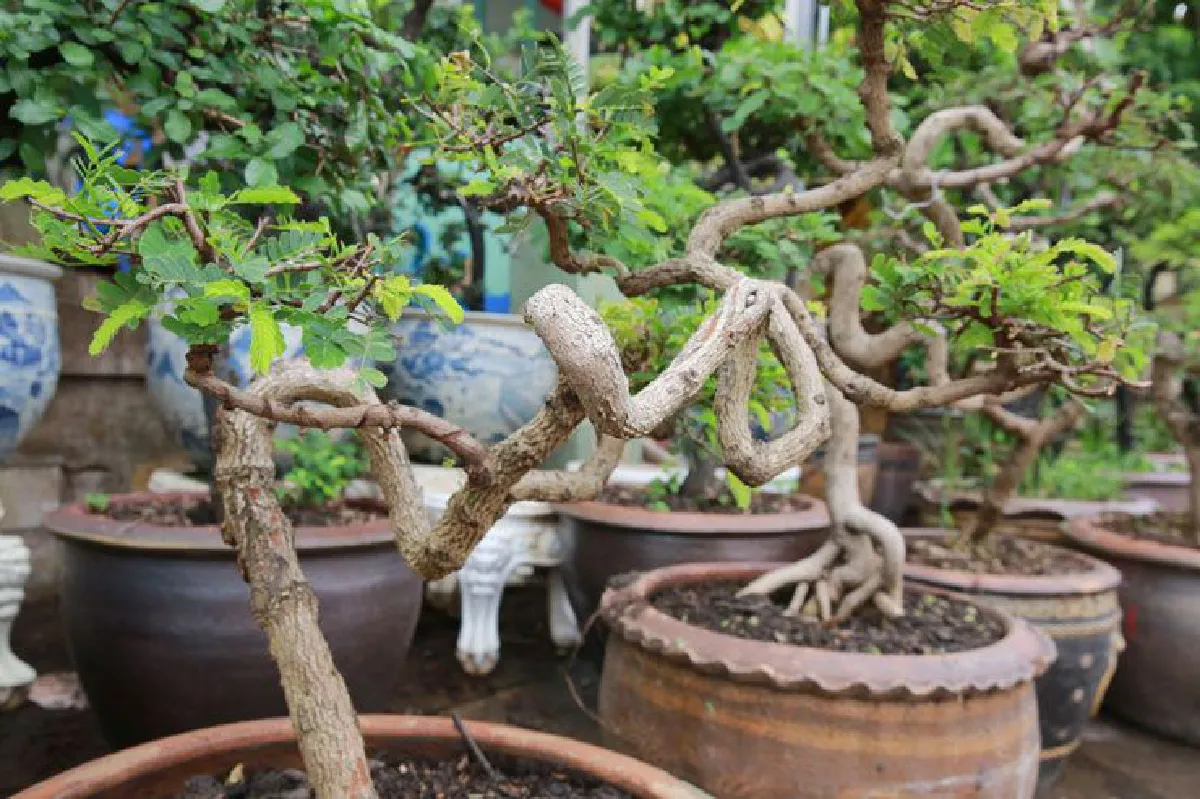 "ไม้ดัด" วัดคลองเตยใน สืบสานงานศิลป์และเอกลักษณ์ไทย