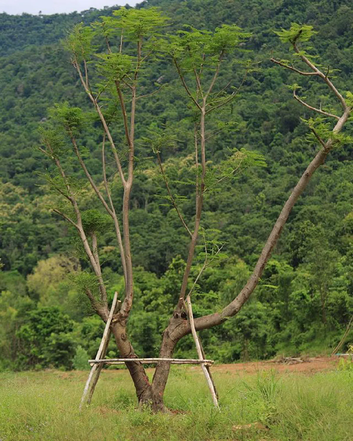 น่าอยู่มาก! 10 ภาพบ้านไร่ของ ไก่ มีสุข ใช้ชีวิตใกล้ชิดธรรมชาติ