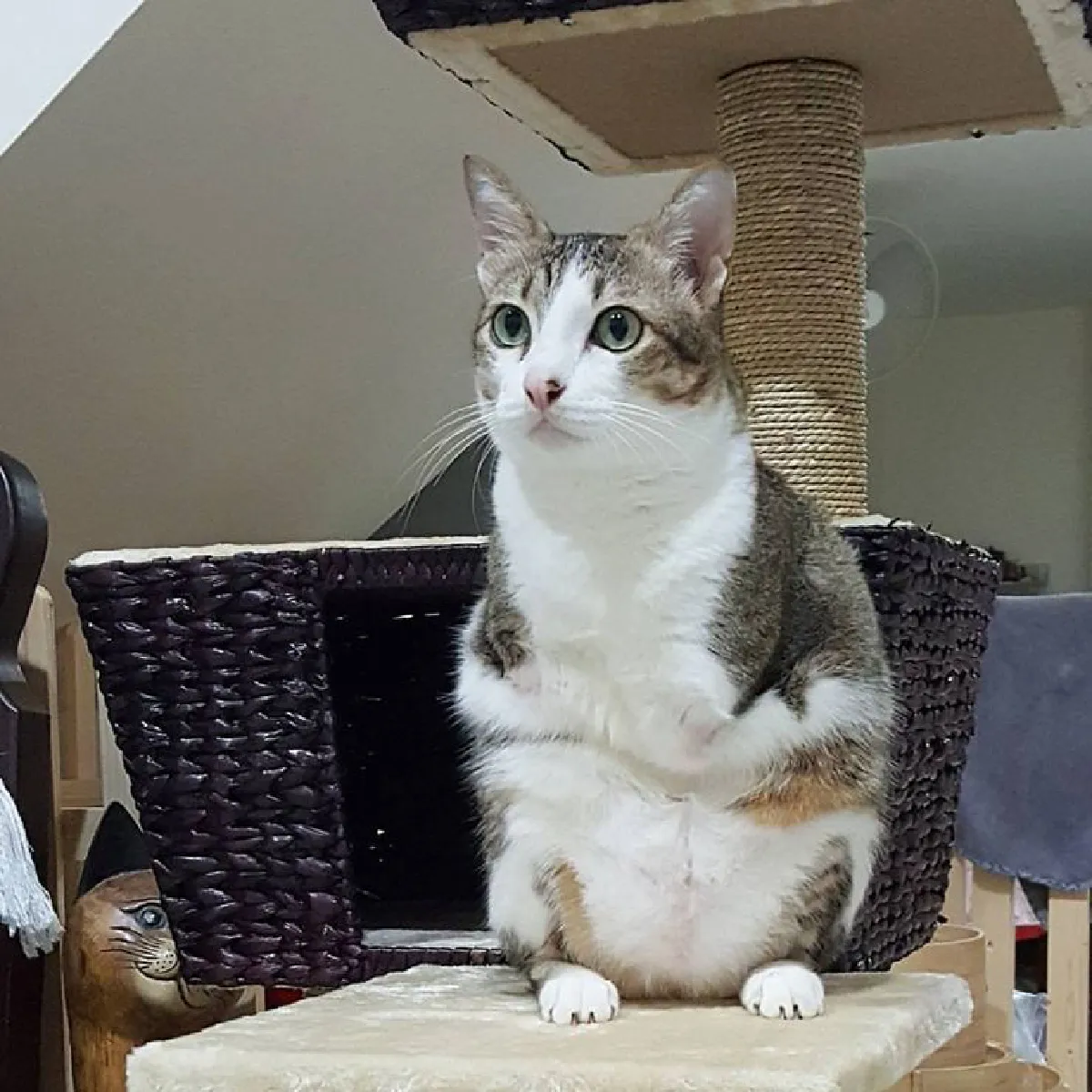 เกิดเป็นคนอย่าคิดท้อ! มาดูแมวสองขาที่ใช้ชีวิตได้ปกติแถมมีความสุขมาก