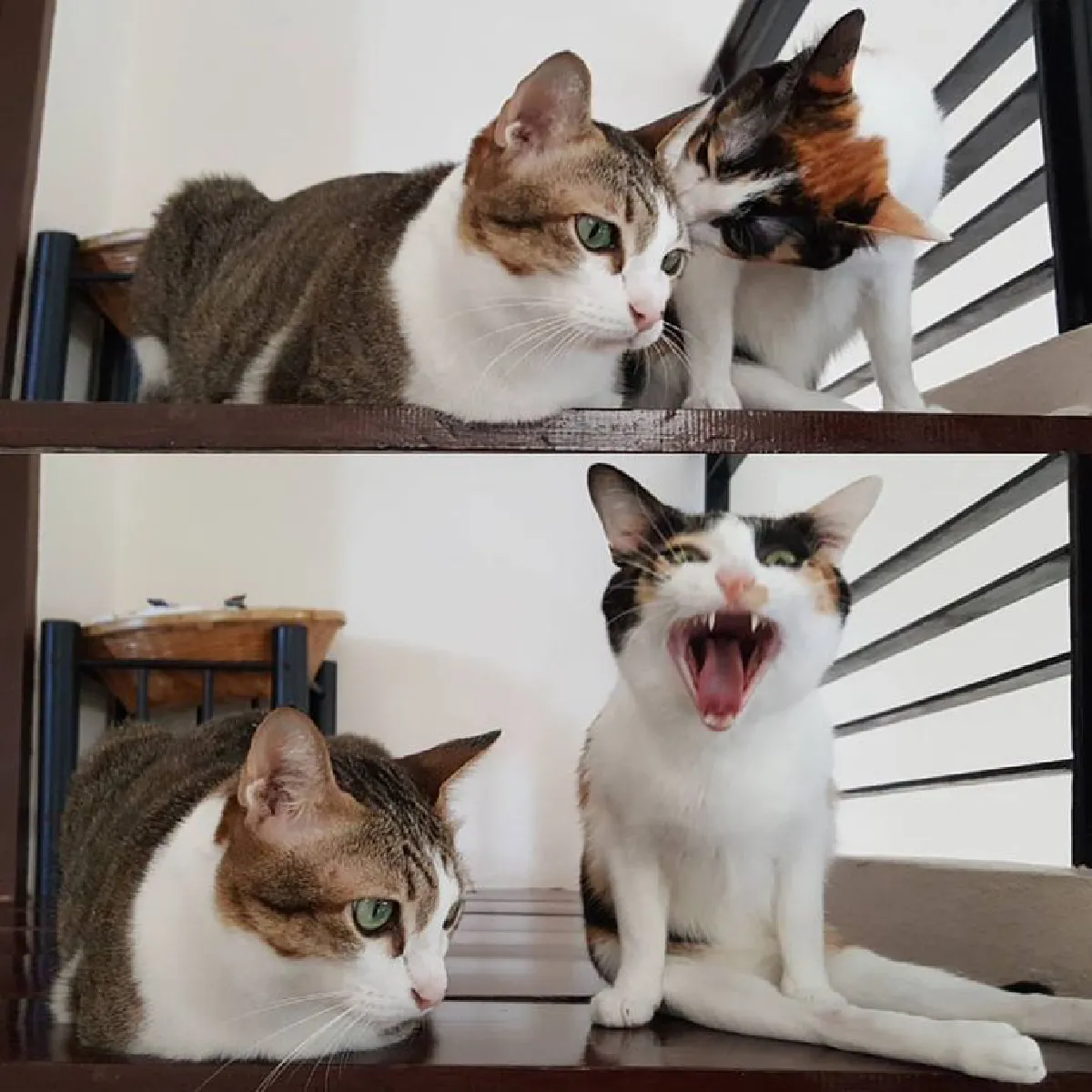 เกิดเป็นคนอย่าคิดท้อ! มาดูแมวสองขาที่ใช้ชีวิตได้ปกติแถมมีความสุขมาก