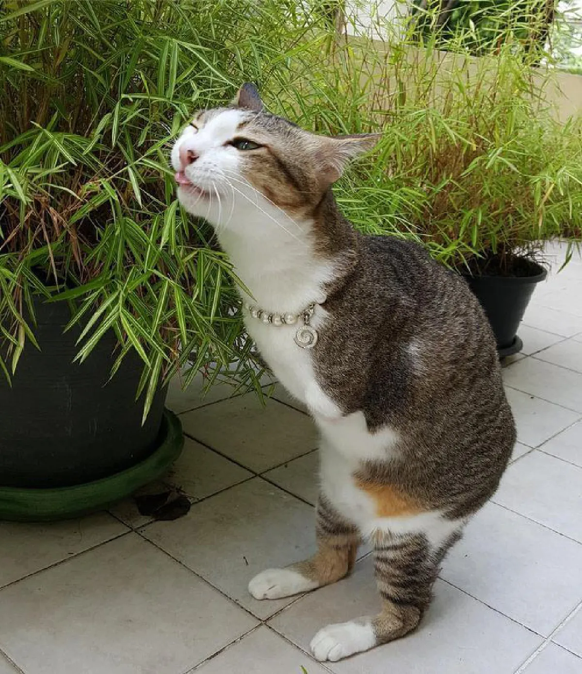 เกิดเป็นคนอย่าคิดท้อ! มาดูแมวสองขาที่ใช้ชีวิตได้ปกติแถมมีความสุขมาก