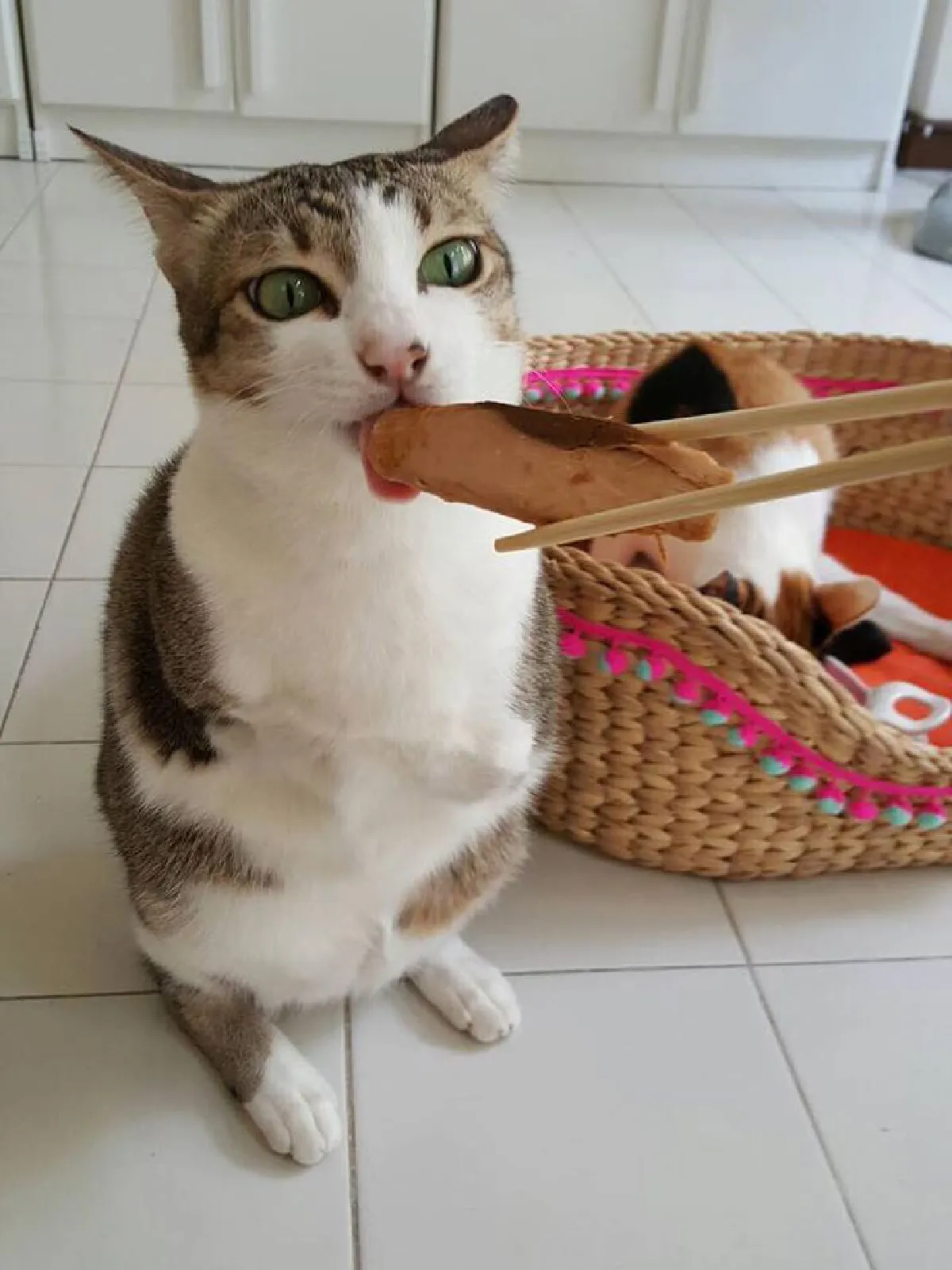 เกิดเป็นคนอย่าคิดท้อ! มาดูแมวสองขาที่ใช้ชีวิตได้ปกติแถมมีความสุขมาก