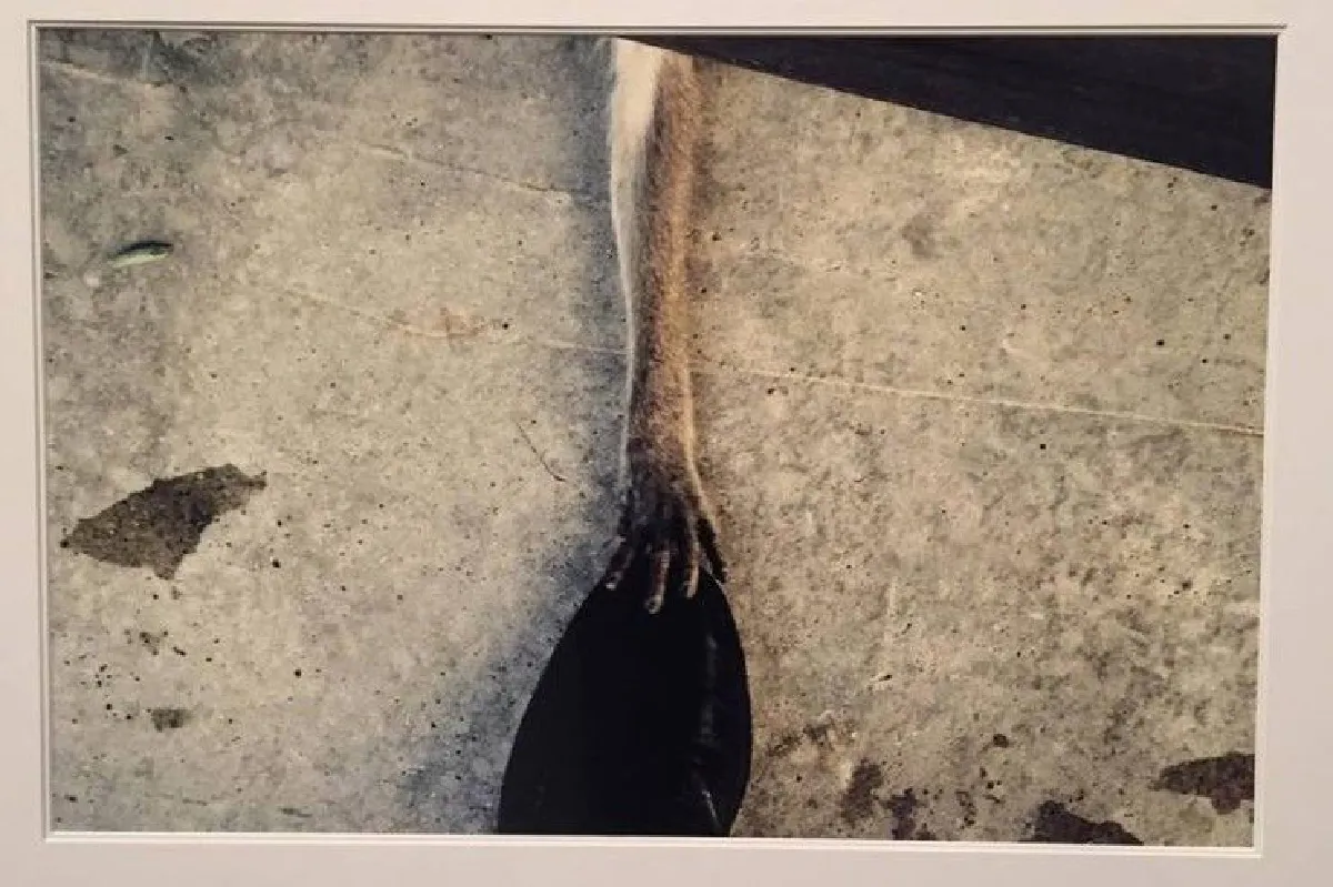 มองตามสายพระเนตรในหลวงร.9 ในนิทรรศการภาพถ่ายฝีพระหัตถ์