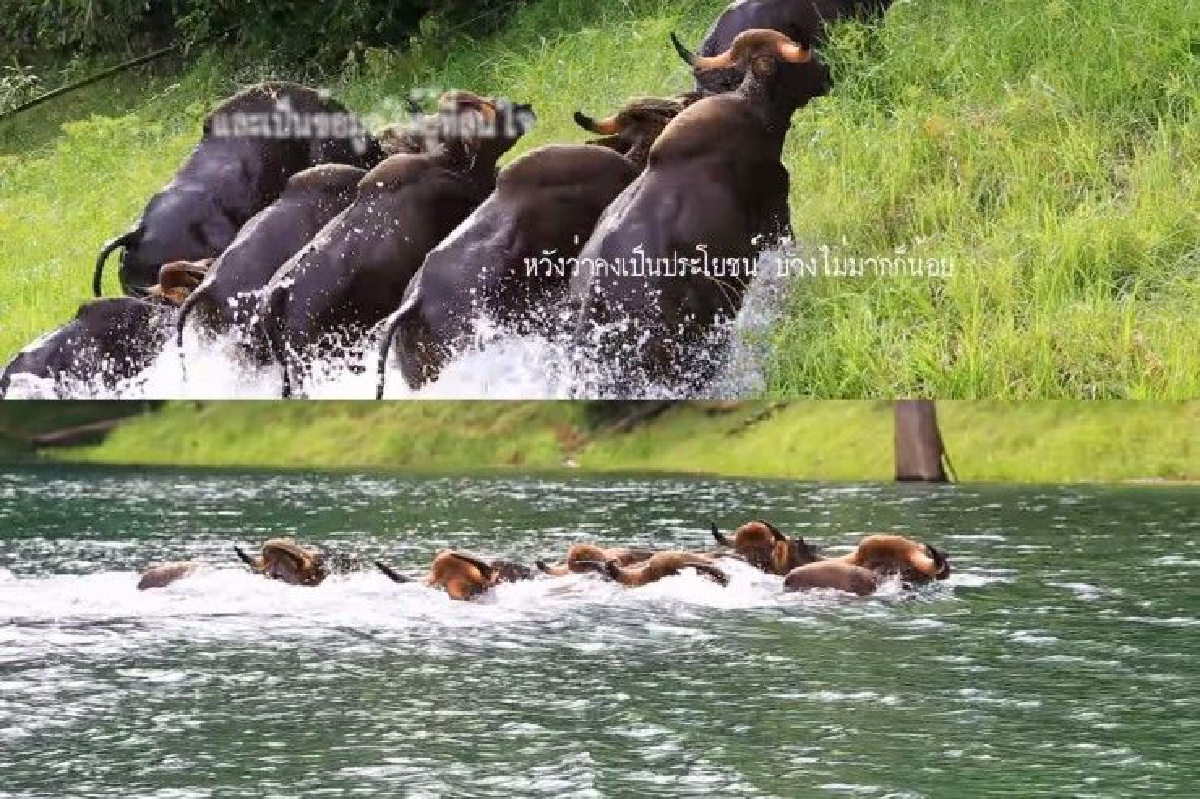ความงดงามทางธรรมชาติ..ฝูงกระทิงว่ายน้ำข้ามเขื่อนเชี่ยวหลาน (คลิป) ความงดงามทางธรรมชาติ..ฝูงกระทิงว่ายน้ำข้ามเขื่อนเชี่ยวหลาน (คลิป)