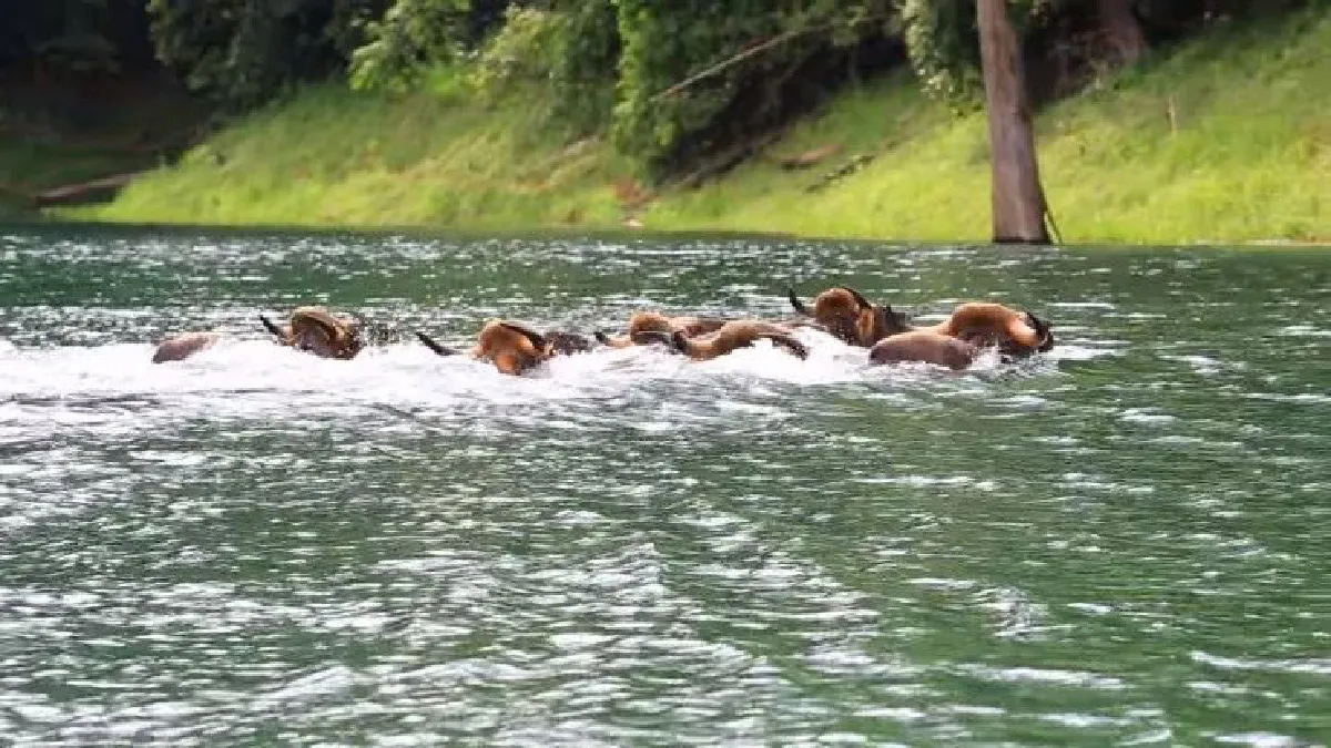 ความงดงามทางธรรมชาติ..ฝูงกระทิงว่ายน้ำข้ามเขื่อนเชี่ยวหลาน (คลิป)