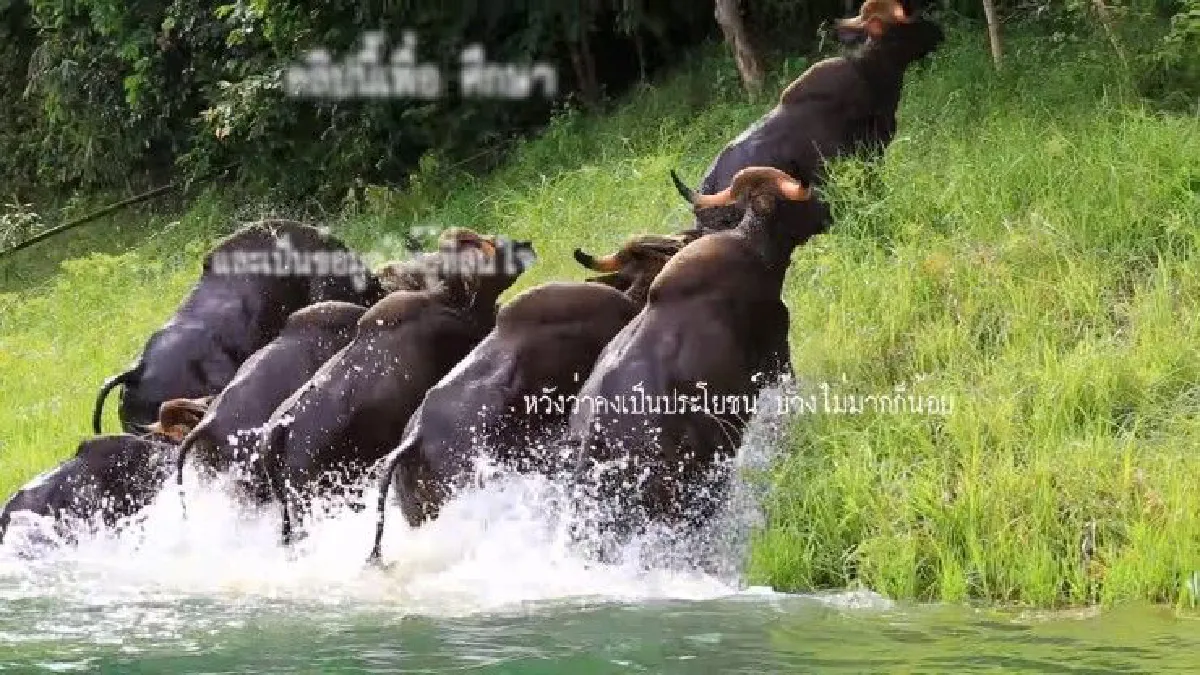 ความงดงามทางธรรมชาติ..ฝูงกระทิงว่ายน้ำข้ามเขื่อนเชี่ยวหลาน (คลิป)