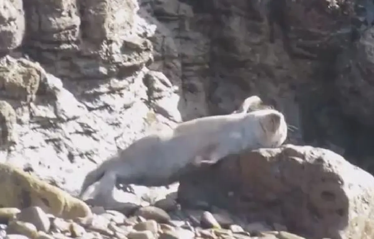 น่าสงสาร…ฝูงแมวน้ำตะเกียกตะกายลงจากหน้าผาจนบาดเจ็บ หลังถูกนักท่องเที่ยวรบกวน