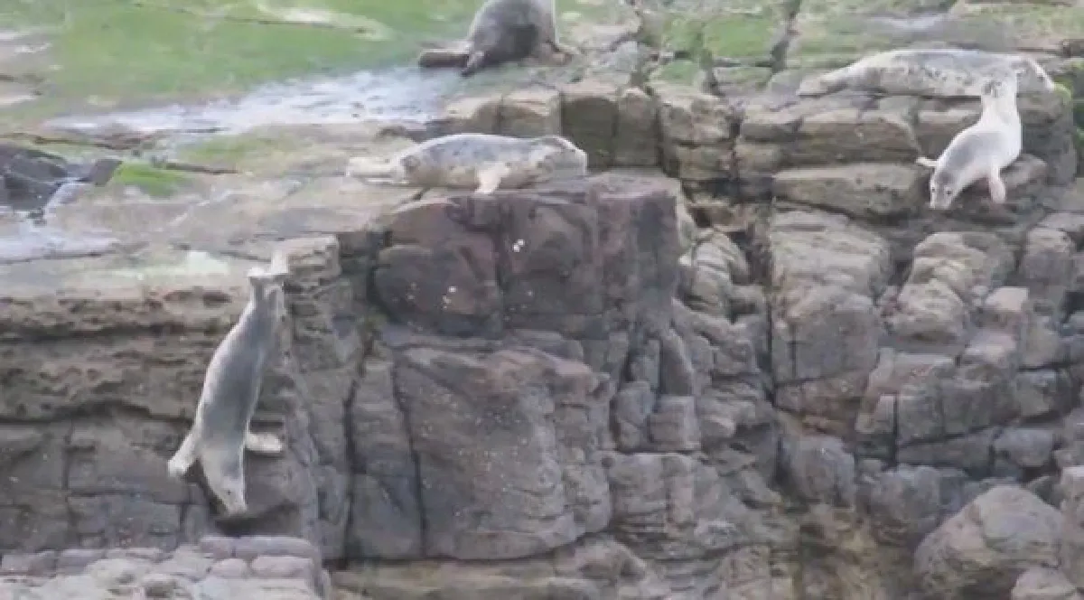 น่าสงสาร…ฝูงแมวน้ำตะเกียกตะกายลงจากหน้าผาจนบาดเจ็บ หลังถูกนักท่องเที่ยวรบกวน