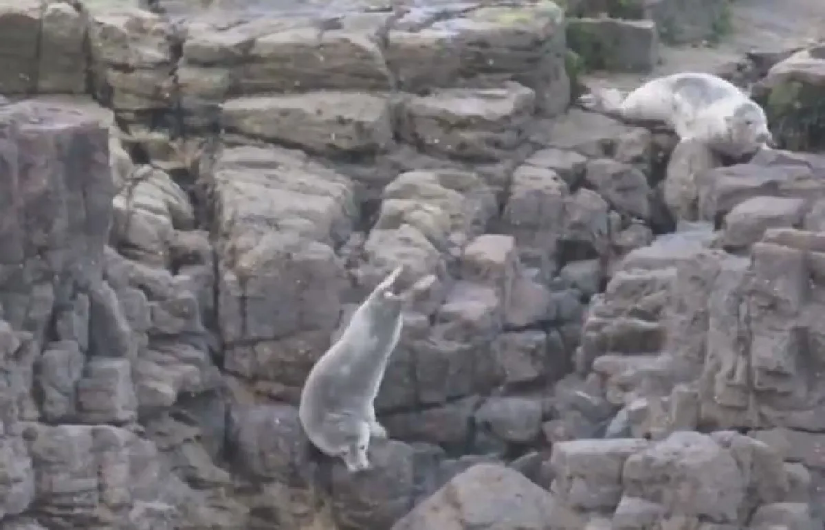 น่าสงสาร…ฝูงแมวน้ำตะเกียกตะกายลงจากหน้าผาจนบาดเจ็บ หลังถูกนักท่องเที่ยวรบกวน