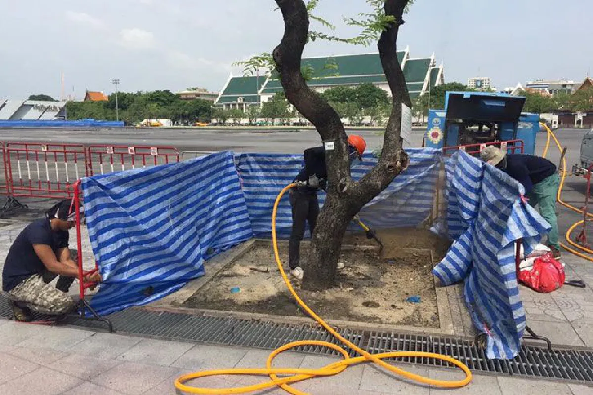 รู้จัก 'เสียมลม' นวัตกรรมดูแลต้นไม้เมือง