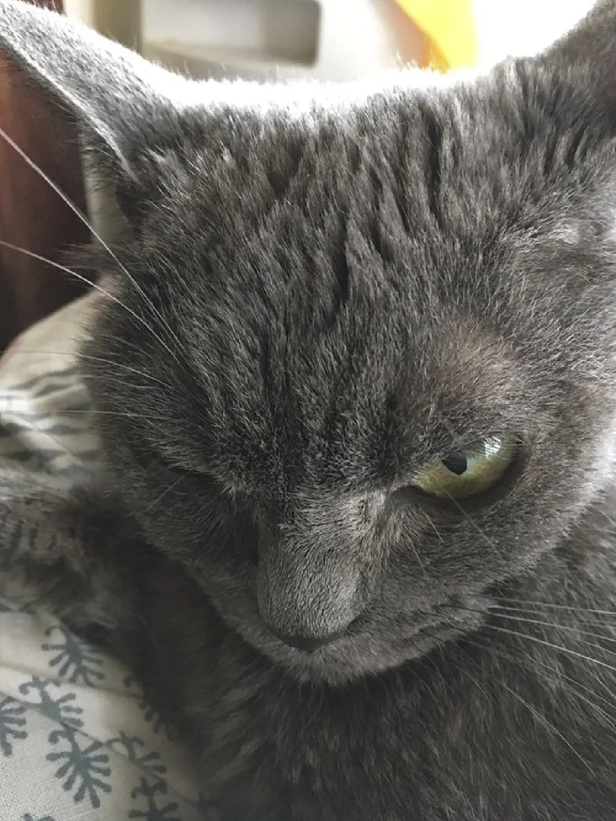 น่าสงสาร…เจ้าเหมียวที่ไม่มีใครรับเลี้ยงเพราะหน้าตาที่ดูโกรธตลอดเวลา