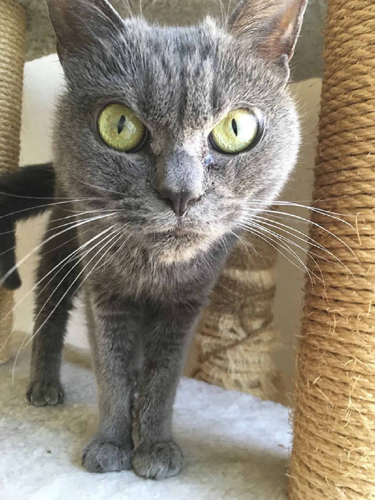 น่าสงสาร…เจ้าเหมียวที่ไม่มีใครรับเลี้ยงเพราะหน้าตาที่ดูโกรธตลอดเวลา