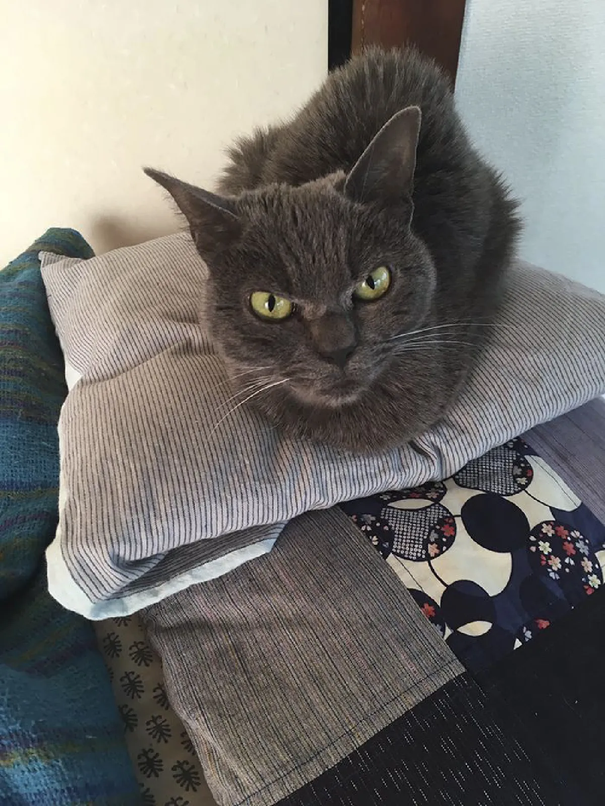 น่าสงสาร…เจ้าเหมียวที่ไม่มีใครรับเลี้ยงเพราะหน้าตาที่ดูโกรธตลอดเวลา