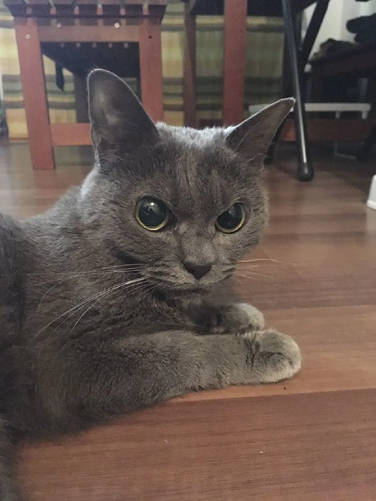 น่าสงสาร…เจ้าเหมียวที่ไม่มีใครรับเลี้ยงเพราะหน้าตาที่ดูโกรธตลอดเวลา