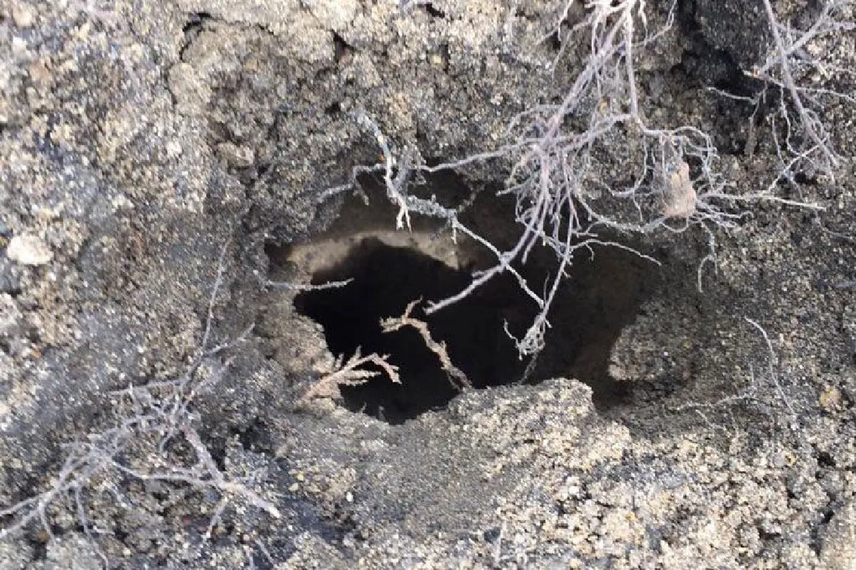 รู้จัก 'เสียมลม' นวัตกรรมดูแลต้นไม้เมือง