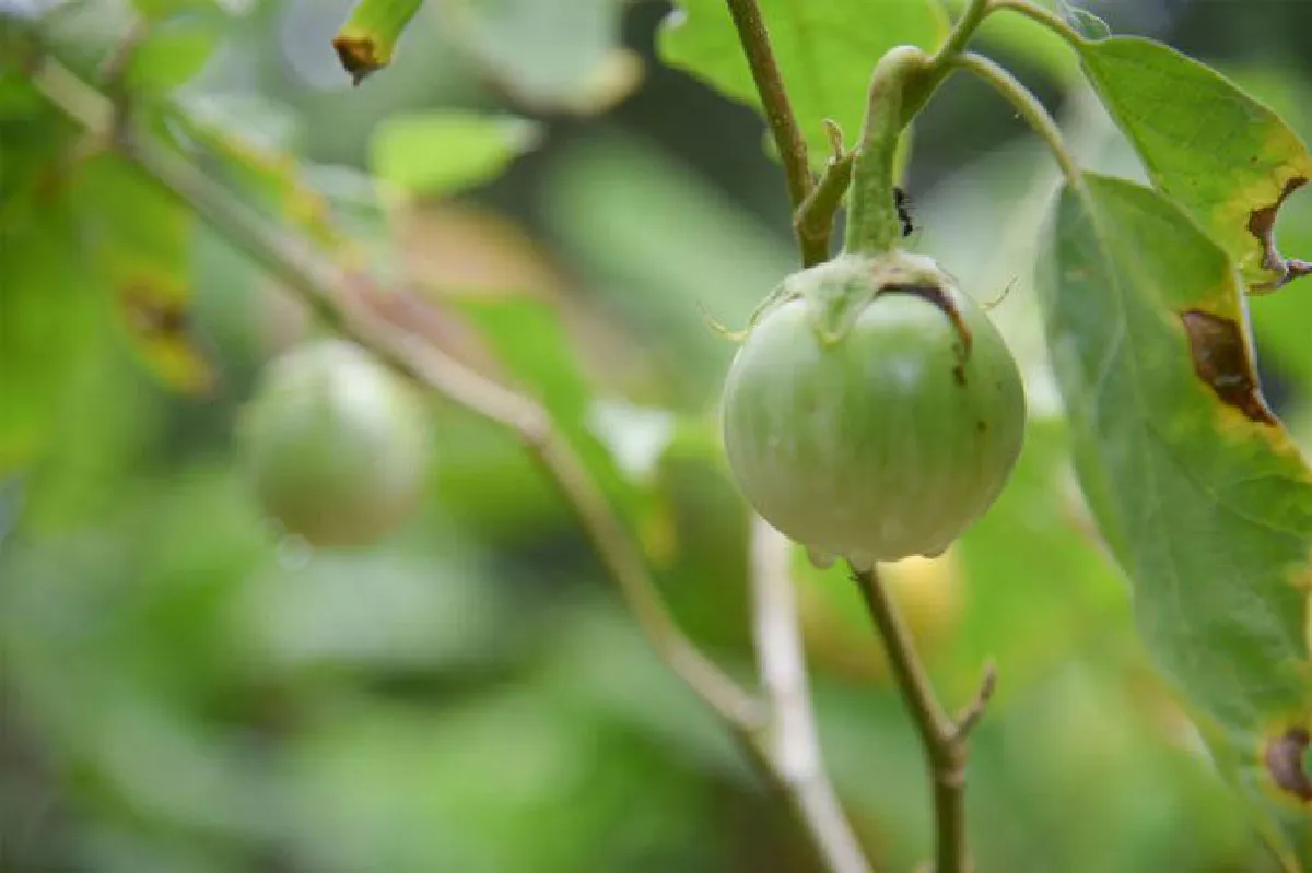 กาญจนา เข็มลาย ทำเกษตร แบบคน(เคย) เมือง