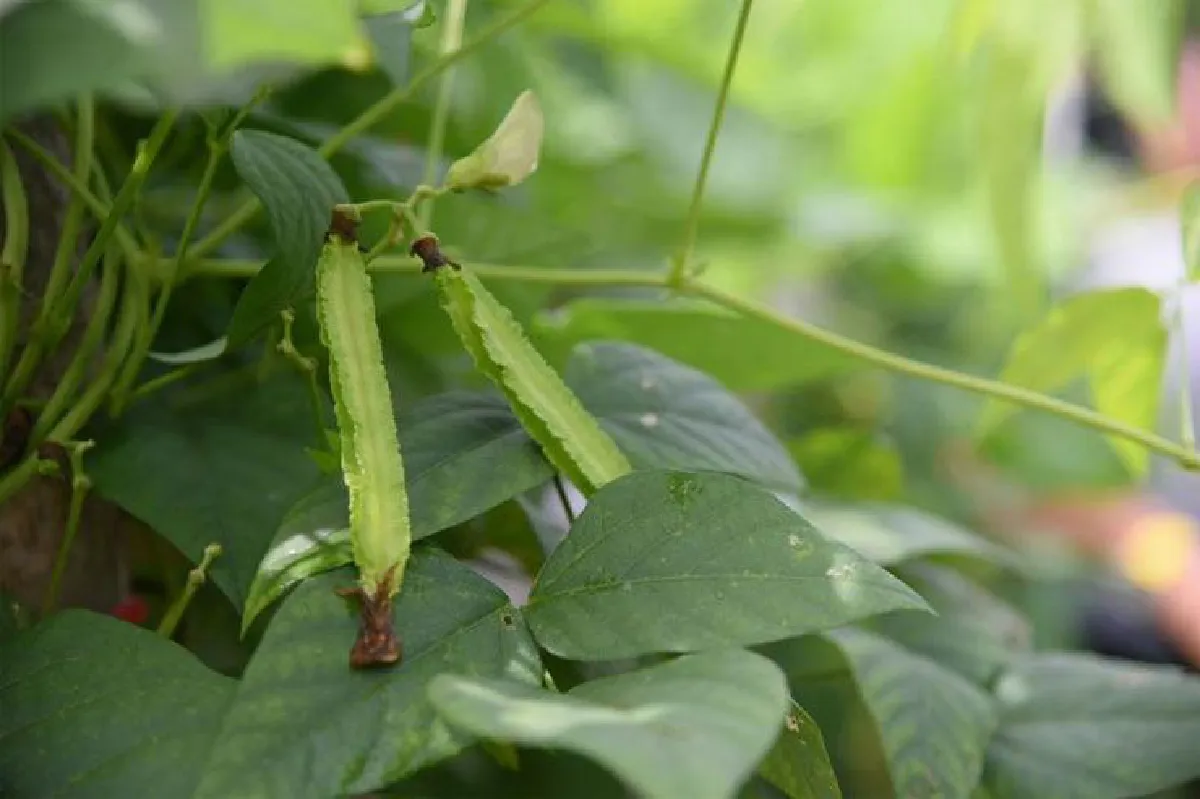 กาญจนา เข็มลาย ทำเกษตร แบบคน(เคย) เมือง