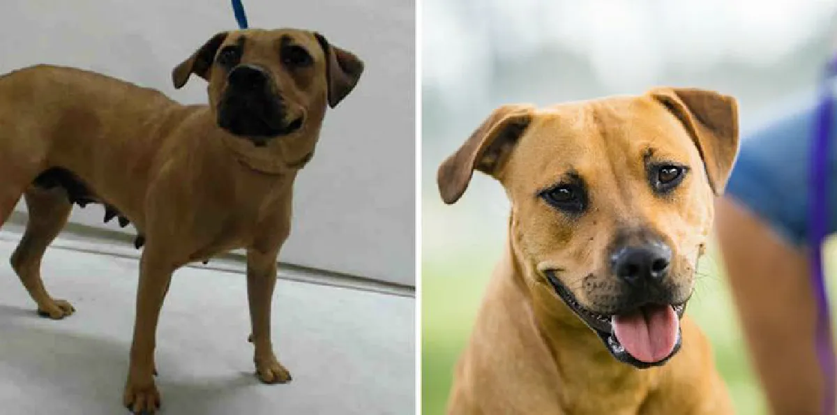 สถานสงเคราะห์สัตว์ใจดี! ถ่ายรูปให้สัตว์ที่ถูกทิ้งใหม่ จนใครก็อยากรับไปเลี้ยง