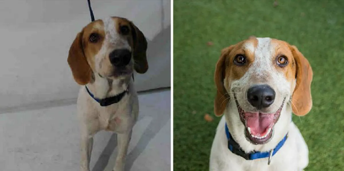 สถานสงเคราะห์สัตว์ใจดี! ถ่ายรูปให้สัตว์ที่ถูกทิ้งใหม่ จนใครก็อยากรับไปเลี้ยง