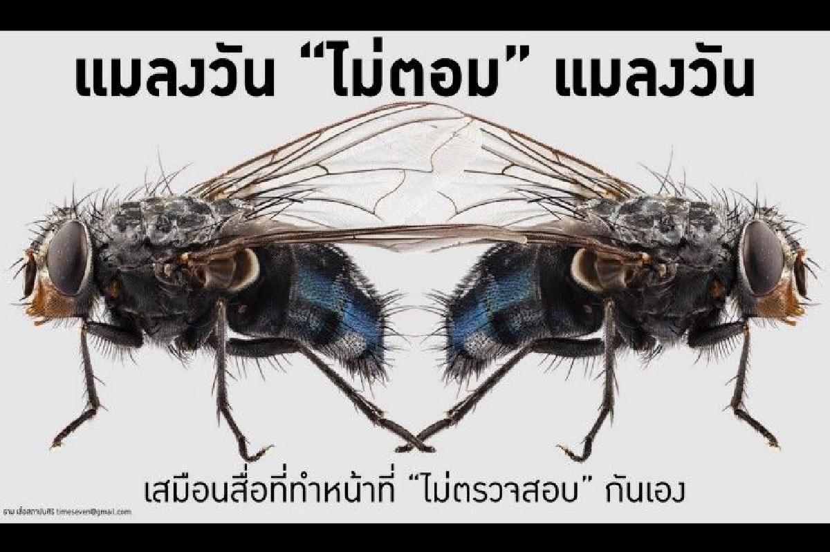 แมลงวัน ไม่ตอม แมลงวัน แมลงวัน ไม่ตอม แมลงวัน