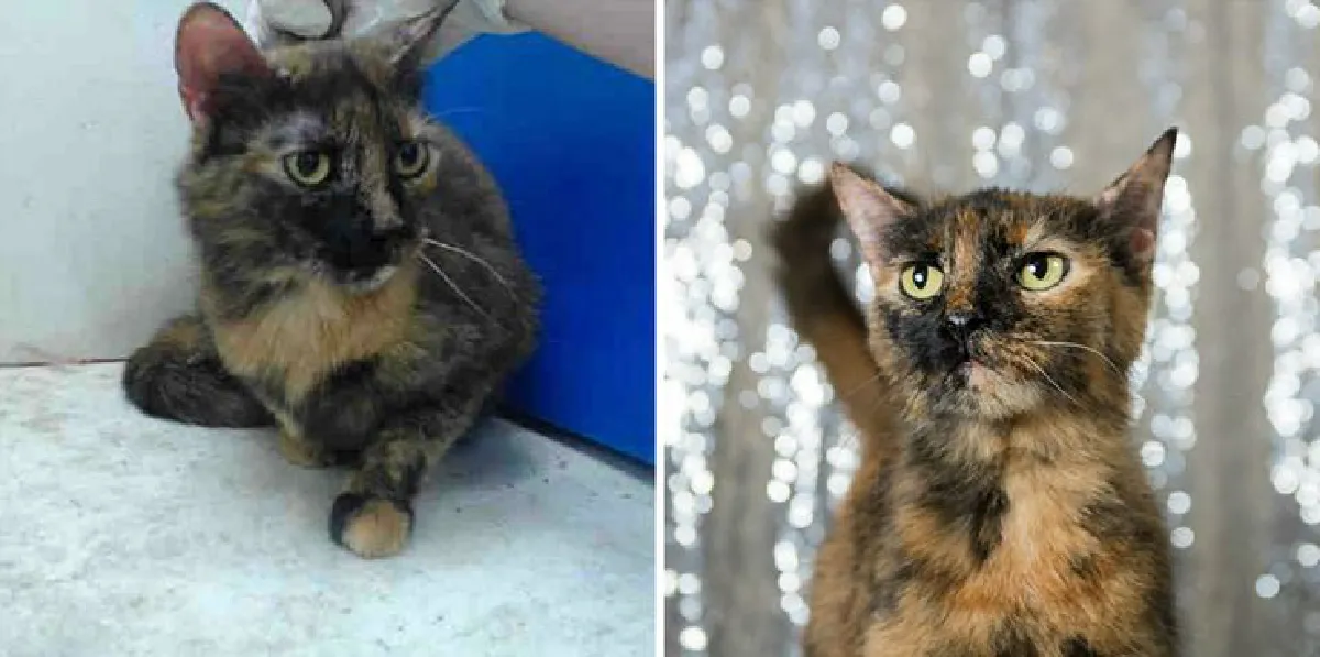 สถานสงเคราะห์สัตว์ใจดี! ถ่ายรูปให้สัตว์ที่ถูกทิ้งใหม่ จนใครก็อยากรับไปเลี้ยง