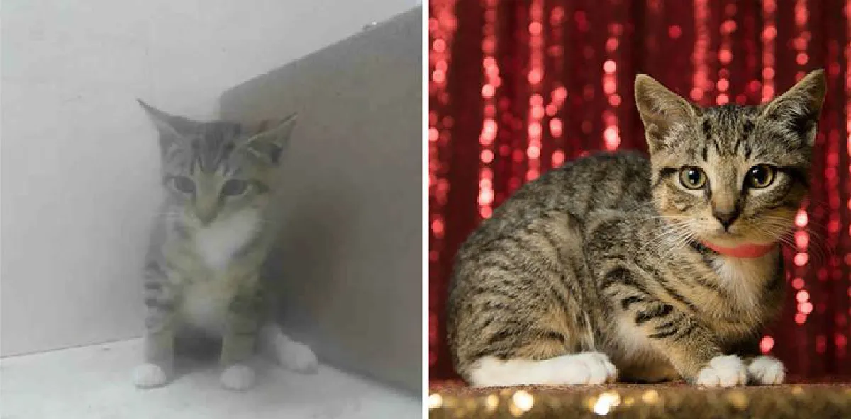 สถานสงเคราะห์สัตว์ใจดี! ถ่ายรูปให้สัตว์ที่ถูกทิ้งใหม่ จนใครก็อยากรับไปเลี้ยง