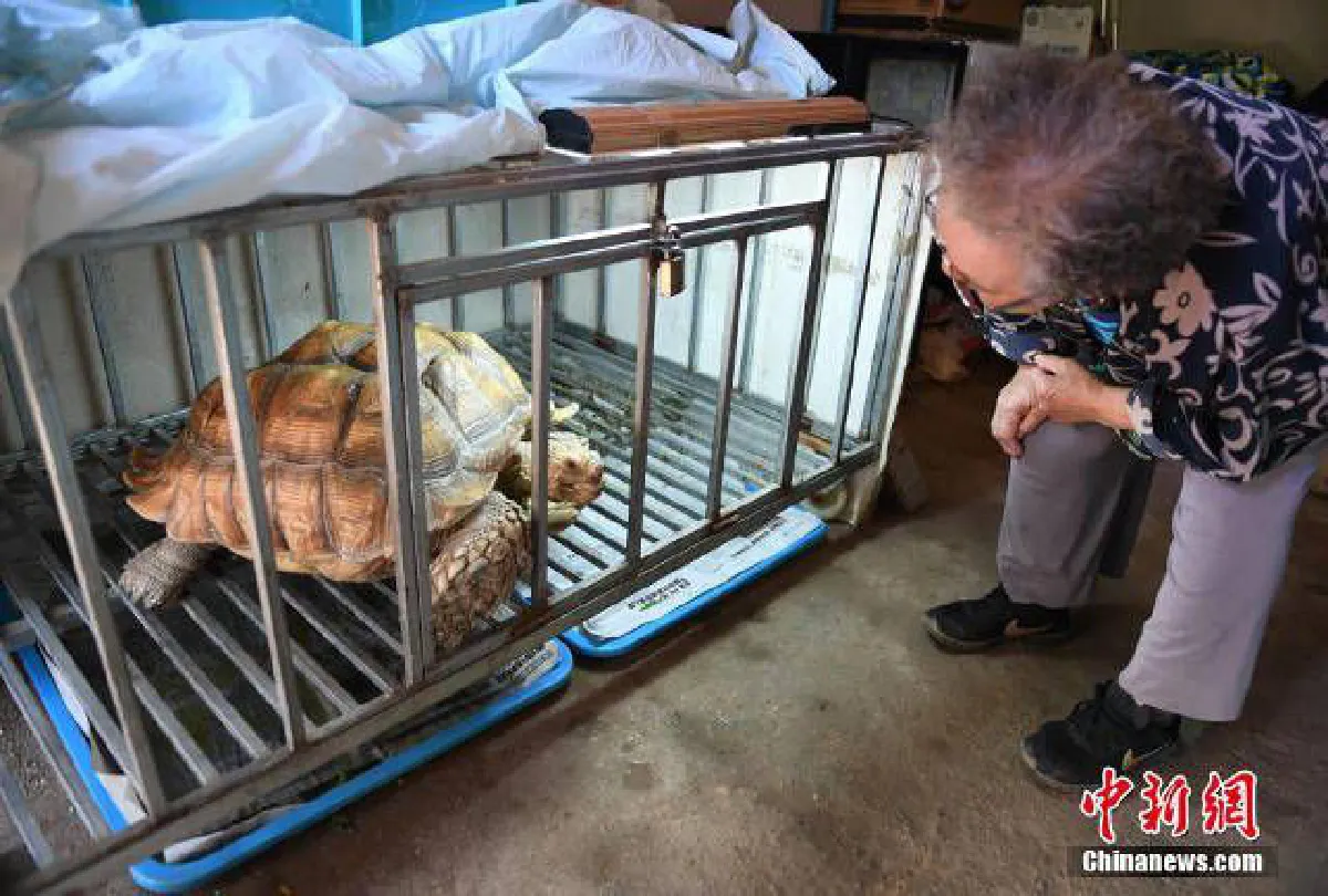 คุณยายชาวจีนเลี้ยง ‘เต่ายักษ์’ เป็นเพื่อนคู่ใจ แถมพาเดินเล่นรับแสงแดดทุกวัน