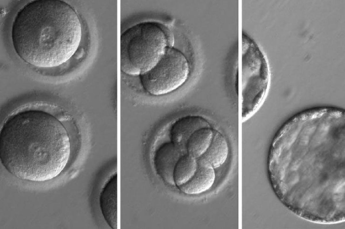 ก้าวต่อไปของ CRISPR - รักษามะเร็ง? ก้าวต่อไปของ CRISPR - รักษามะเร็ง?
