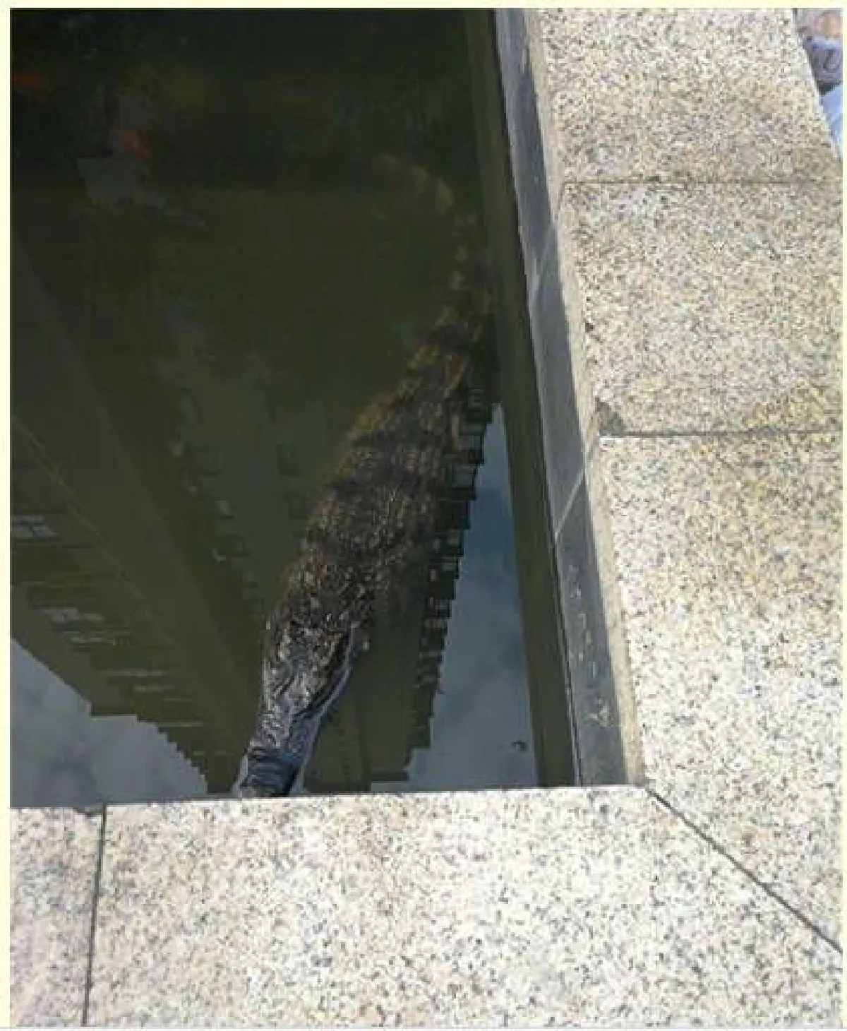 ตกใจทั้งหมู่บ้าน! หนุ่มจีนแอบฝากจระเข้ไว้ในบ่อปลา อ้างเตรียมทำอาหารเย็น