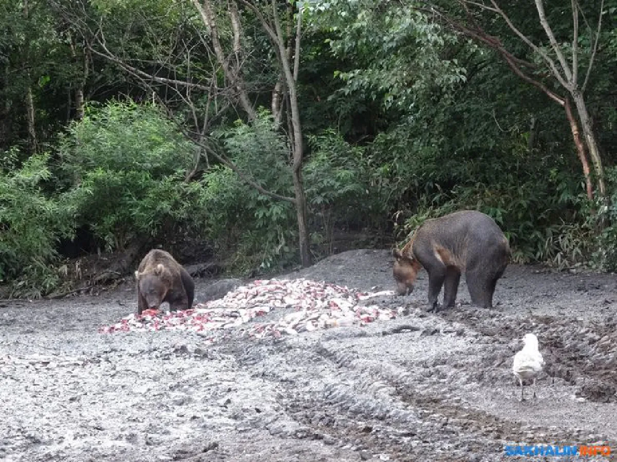 ชาวประมงรัสเซียจับ ‘ปลามูนฟิช’ ตัวใหญ่ที่สุดในโลกได้ สุดท้ายกลายเป็นอาหารหมี