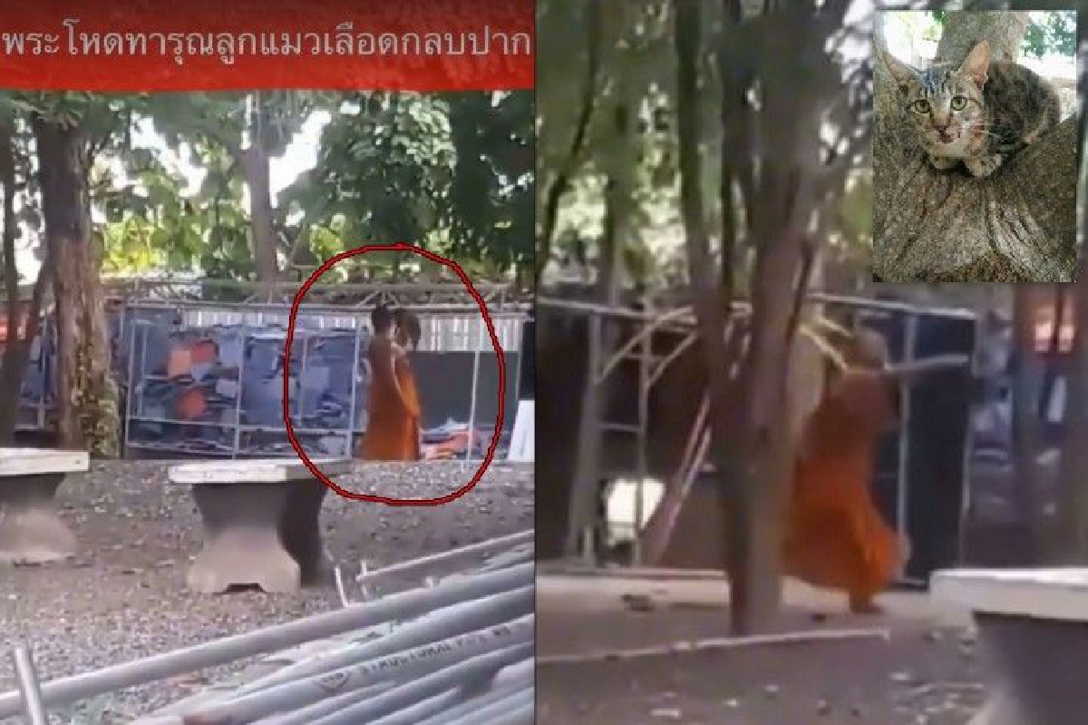 ตร.มาบตาพุด เตรียมลงพื้นที่สอบเหตุพระทำร้ายลูกแมว ตร.มาบตาพุด เตรียมลงพื้นที่สอบเหตุพระทำร้ายลูกแมว