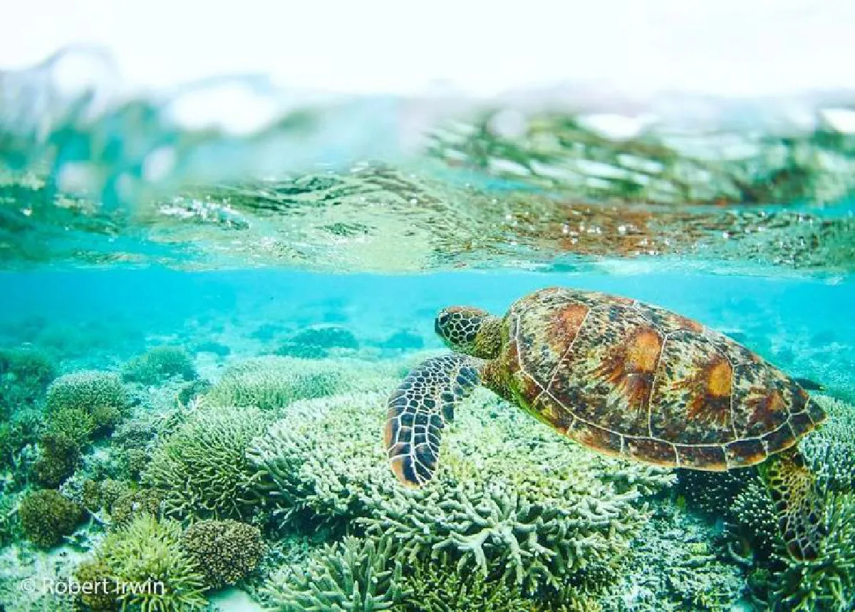 เดินตามรอยพ่อ…ลูกชายสตีฟ เออร์วิน วัย 13 ปีกับภาพถ่ายสารคดีสุดยอดเยี่ยม