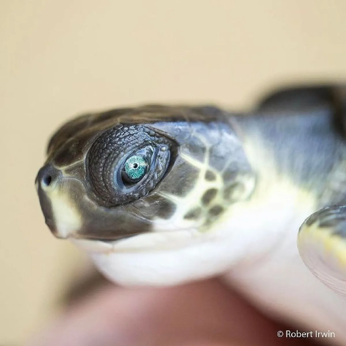 เดินตามรอยพ่อ…ลูกชายสตีฟ เออร์วิน วัย 13 ปีกับภาพถ่ายสารคดีสุดยอดเยี่ยม