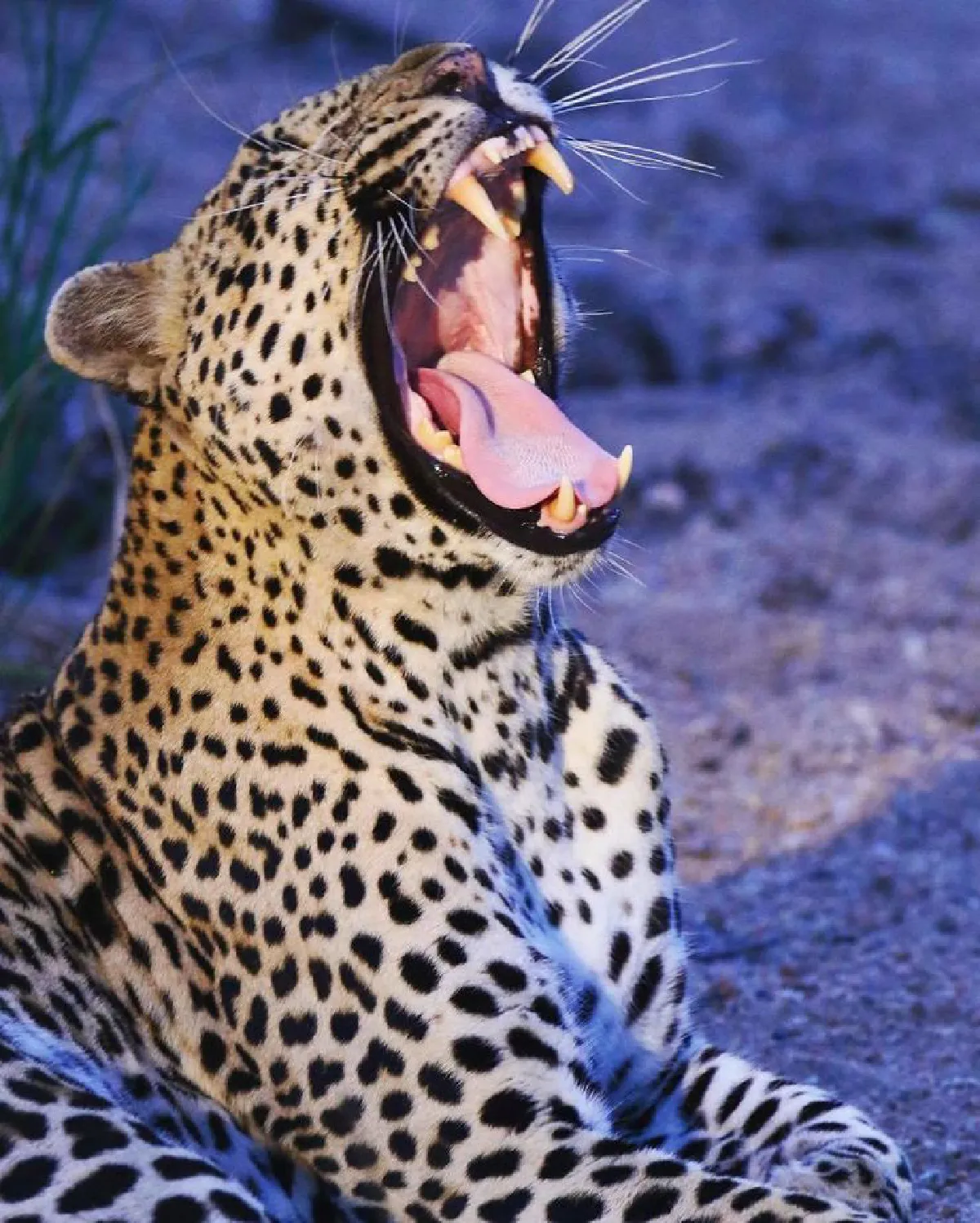 เดินตามรอยพ่อ…ลูกชายสตีฟ เออร์วิน วัย 13 ปีกับภาพถ่ายสารคดีสุดยอดเยี่ยม