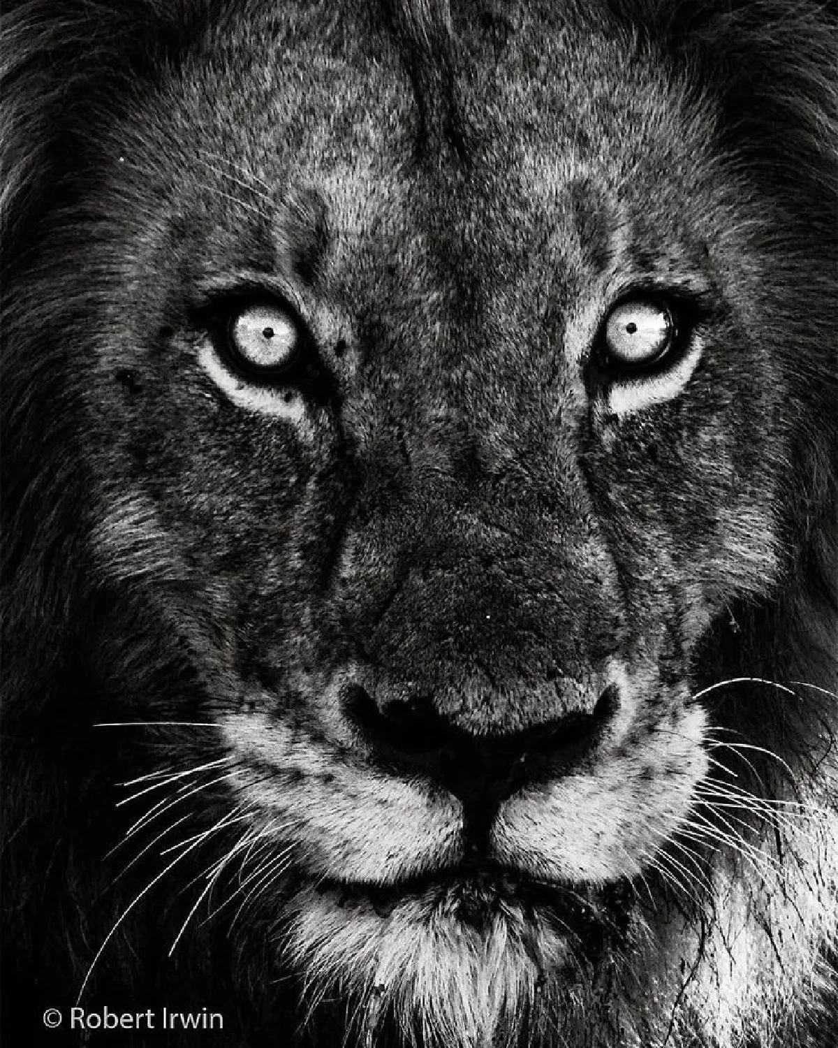 เดินตามรอยพ่อ…ลูกชายสตีฟ เออร์วิน วัย 13 ปีกับภาพถ่ายสารคดีสุดยอดเยี่ยม