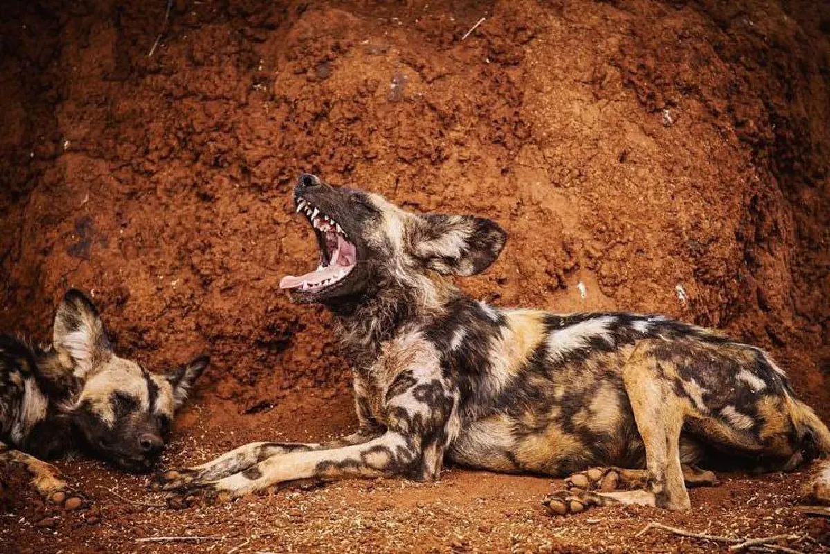 เดินตามรอยพ่อ…ลูกชายสตีฟ เออร์วิน วัย 13 ปีกับภาพถ่ายสารคดีสุดยอดเยี่ยม