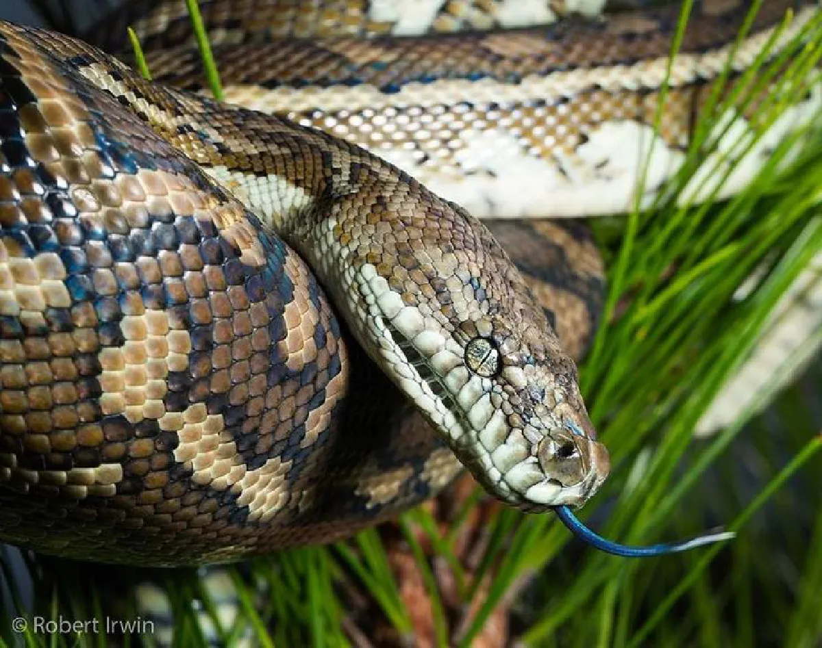 เดินตามรอยพ่อ…ลูกชายสตีฟ เออร์วิน วัย 13 ปีกับภาพถ่ายสารคดีสุดยอดเยี่ยม