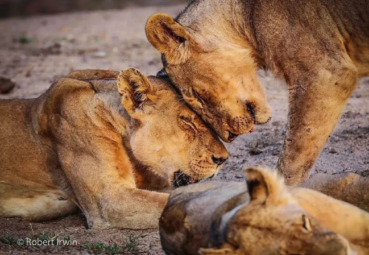 เดินตามรอยพ่อ…ลูกชายสตีฟ เออร์วิน วัย 13 ปีกับภาพถ่ายสารคดีสุดยอดเยี่ยม