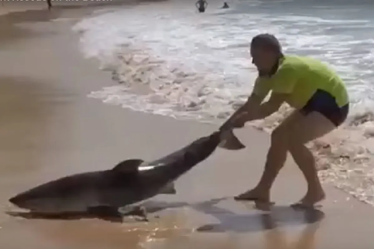 ฮีโร่สุดกล้าหาญ…ช่วยลากฉลามที่เกยตื้นบนหาดกลับคืนสู่ท้องทะเล