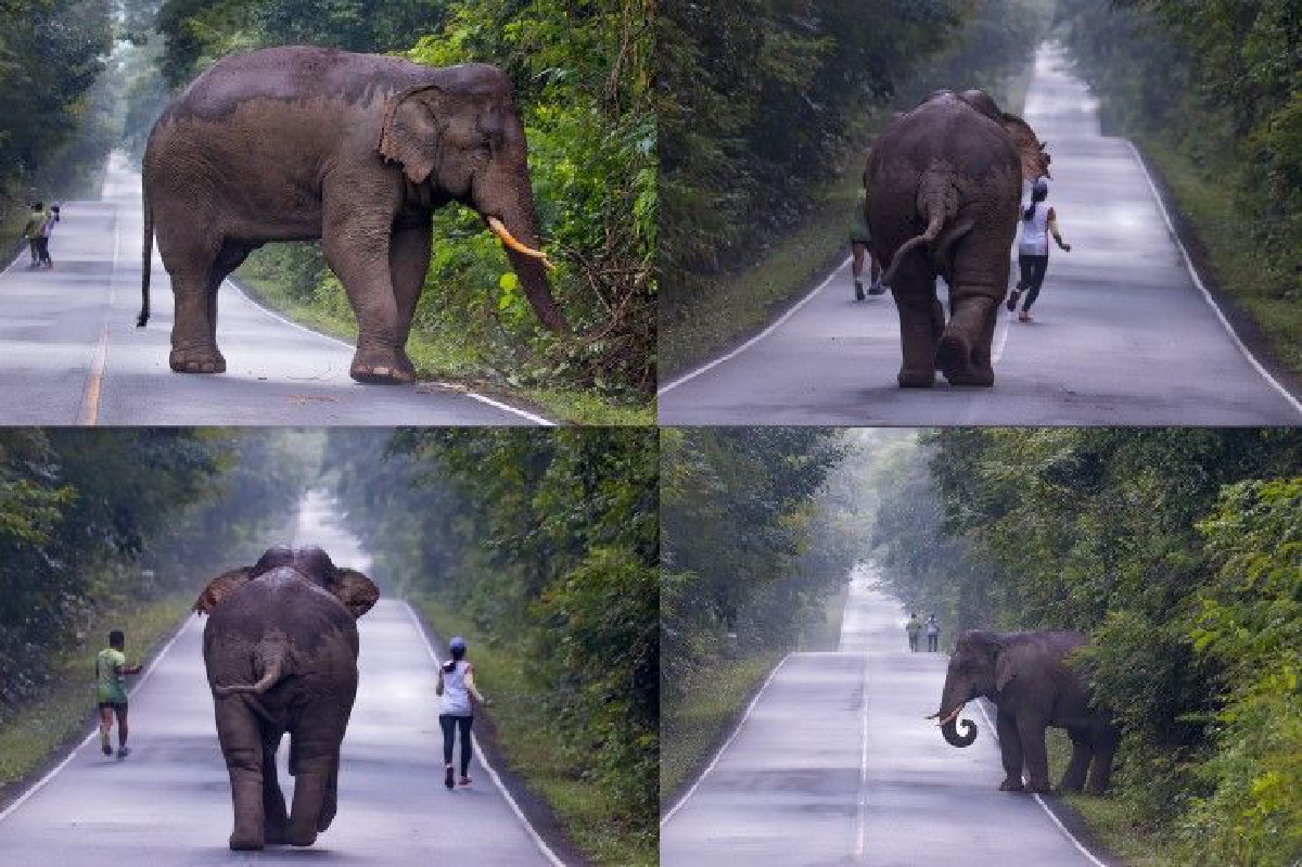 2 นักวิ่งถูกช้างป่าไล่ เพราะไปถ่ายเซลฟี่ระยะใกล้ 2 นักวิ่งถูกช้างป่าไล่ เพราะไปถ่ายเซลฟี่ระยะใกล้