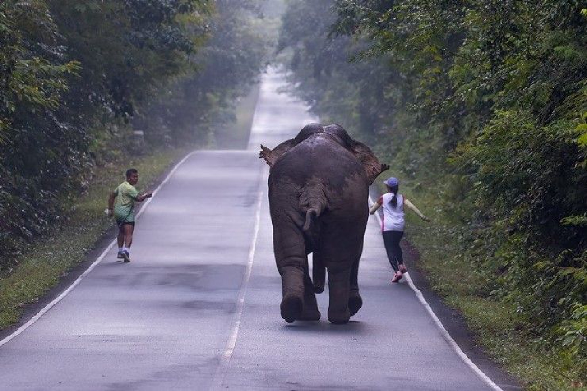 หัวหน้าอุทยานเขาใหญ่เตือนนักวิ่งไปถ่ายรูปใกล้ช้างไม่ควรทำอย่างยิ่ง หัวหน้าอุทยานเขาใหญ่เตือนนักวิ่งไปถ่ายรูปใกล้ช้างไม่ควรทำอย่างยิ่ง