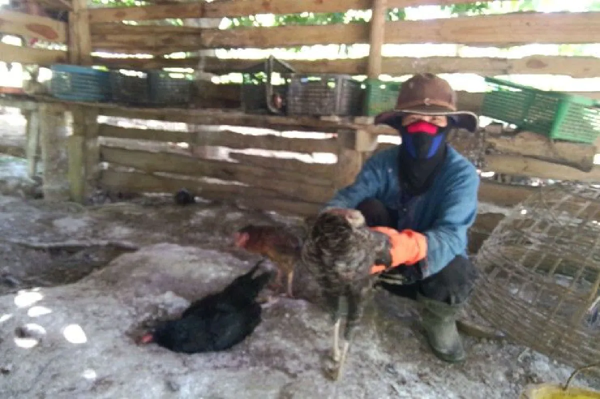 ชาวบ้านที่น่านผวาไก่ป่วยตายยกเล้าวอนจนท.เข้าตรวจสอบ