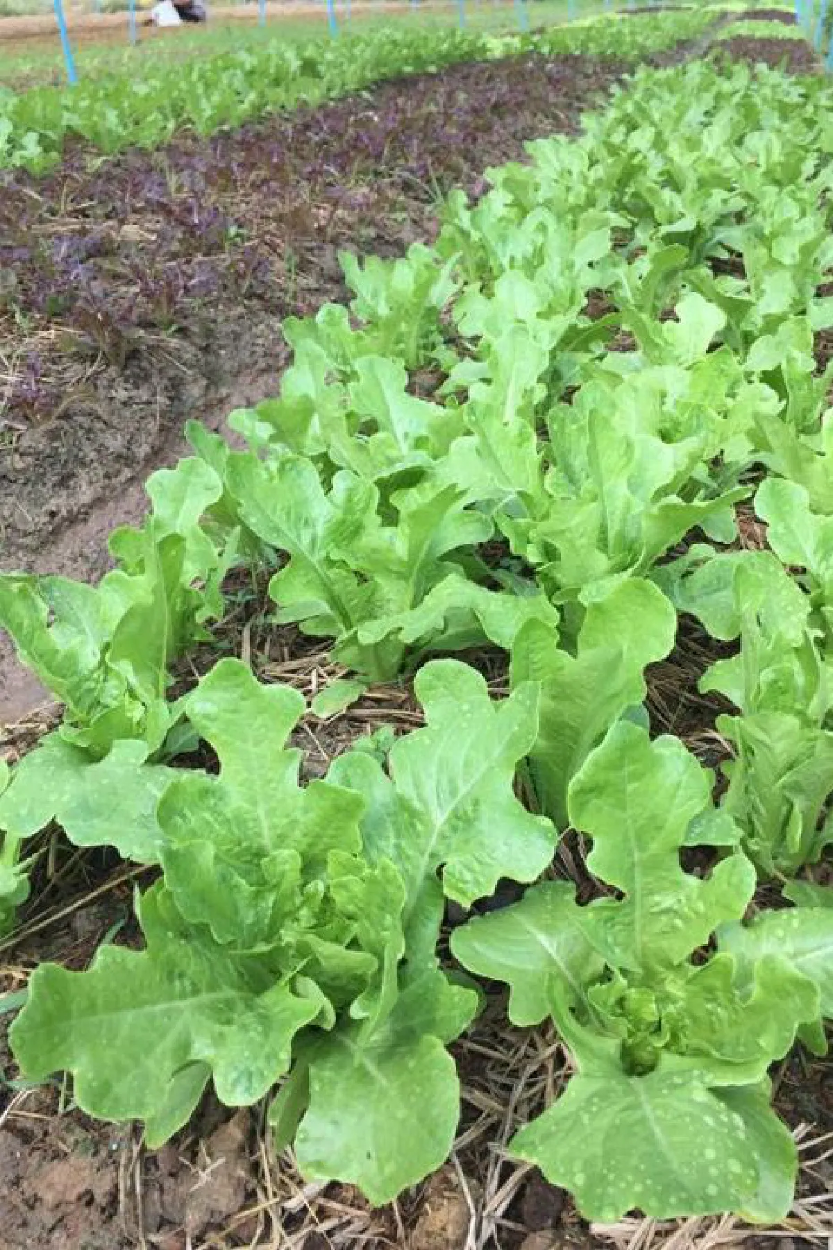 'เฟียว ออร์แกนิค ฟาร์ม' ปลูกผักออร์แกนิก 100%