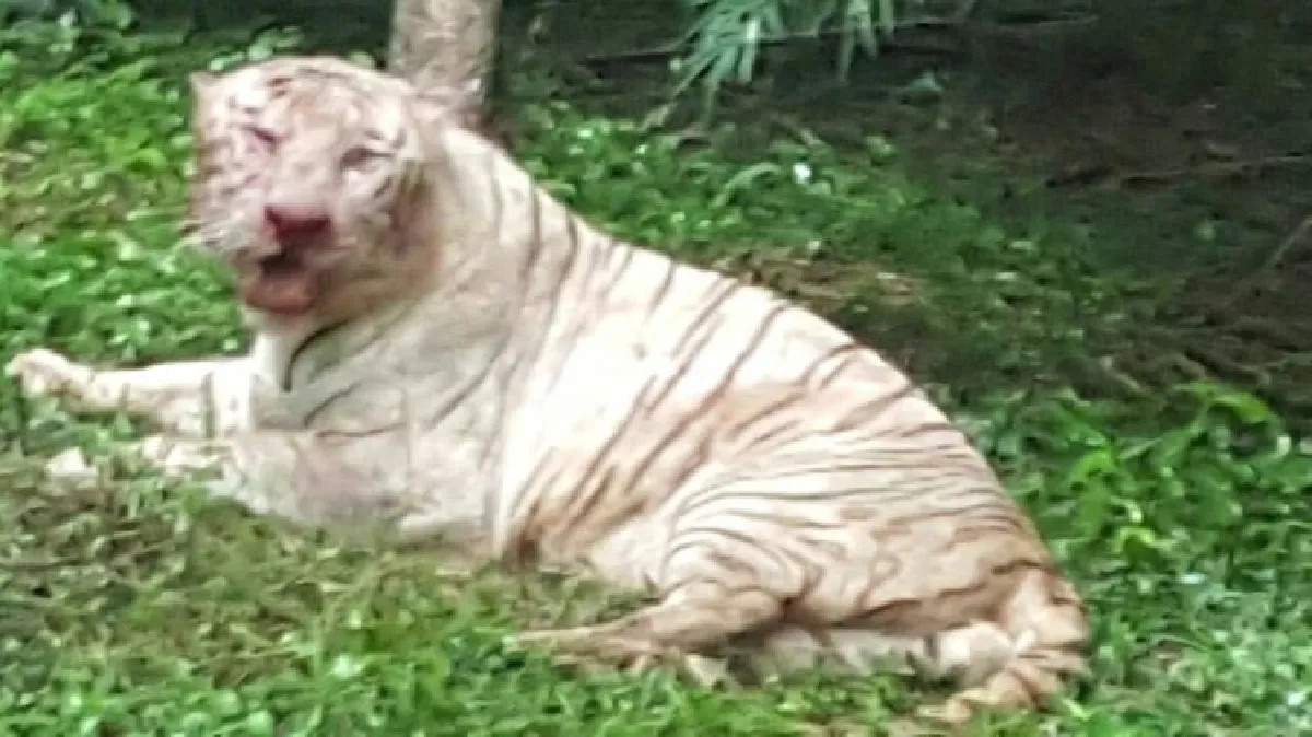 เจ้าหน้าที่สะเพร่า! เสือขาวถูกกัดตาย หลังหลุดเข้าไปในกรงเสือโคร่ง