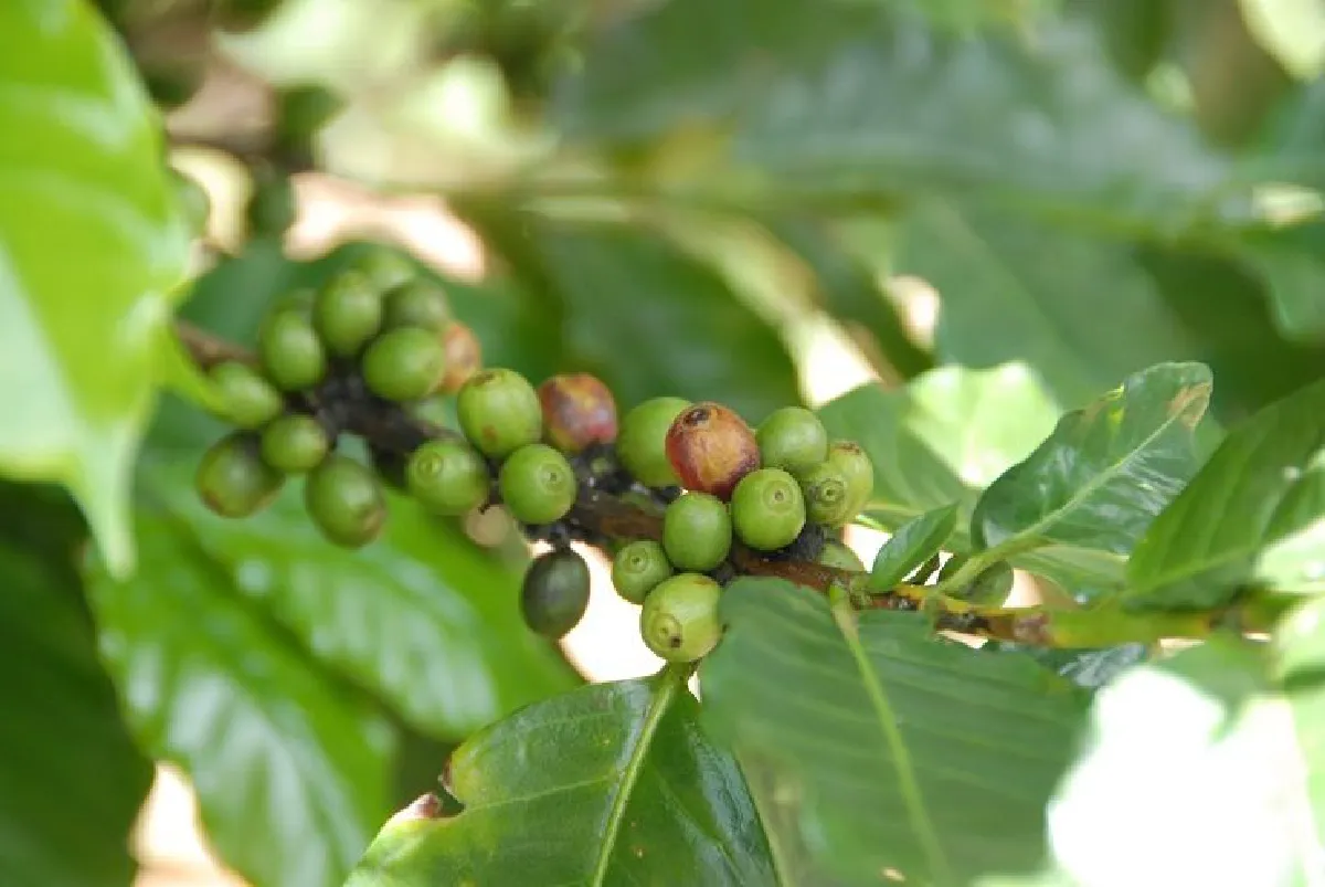 กาแฟต้นแรก - การเลี้ยงแกะ สู่ชีวิตที่ดีของชนเผ่าแบบยั่งยืน