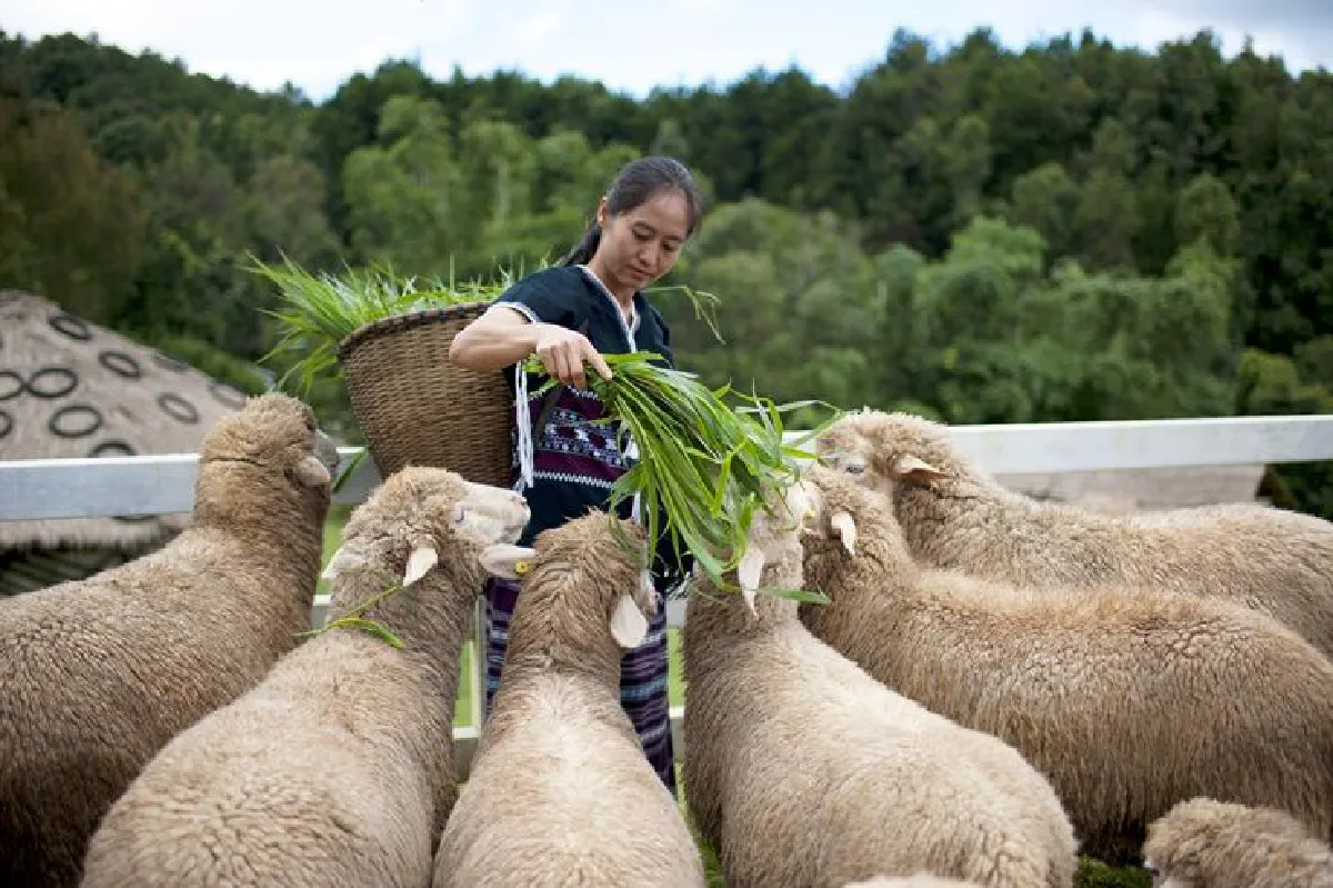 กาแฟต้นแรก - การเลี้ยงแกะ สู่ชีวิตที่ดีของชนเผ่าแบบยั่งยืน