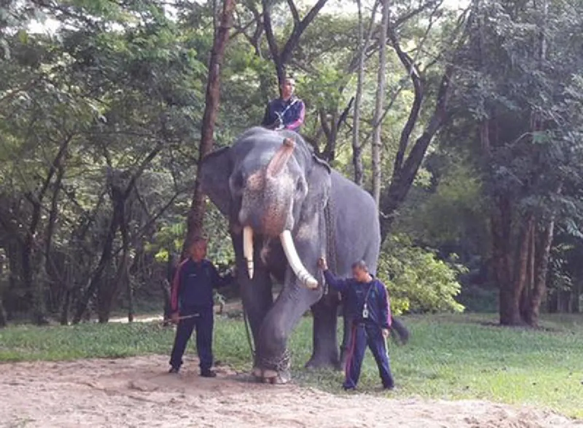 เป็นบุญตา!ชมภาพ6ช้างสำคัญในรัชกาลที่9