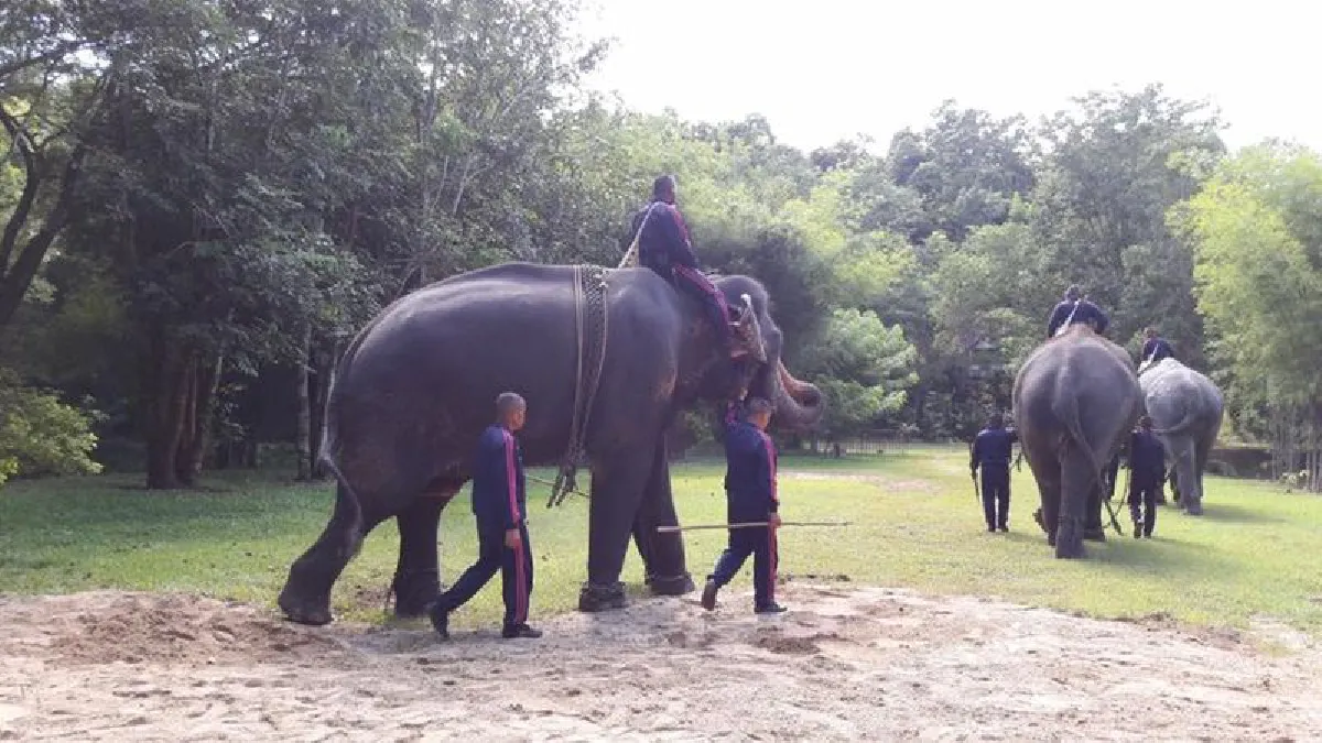 เป็นบุญตา!ชมภาพ6ช้างสำคัญในรัชกาลที่9